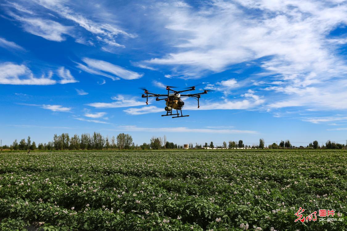 Drone applied to ensure stable production of summer vegetable in NW China's Gansu Province