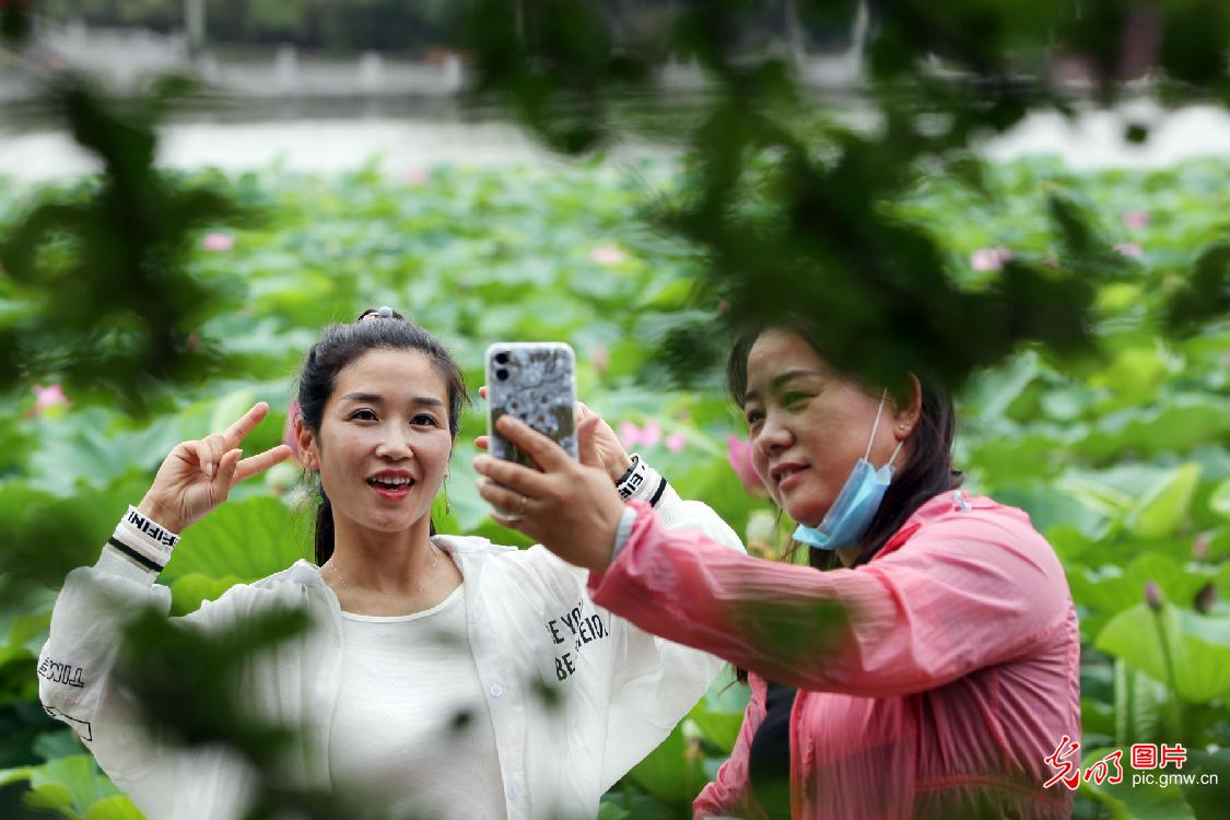 Lotus blooming in sumertime across China