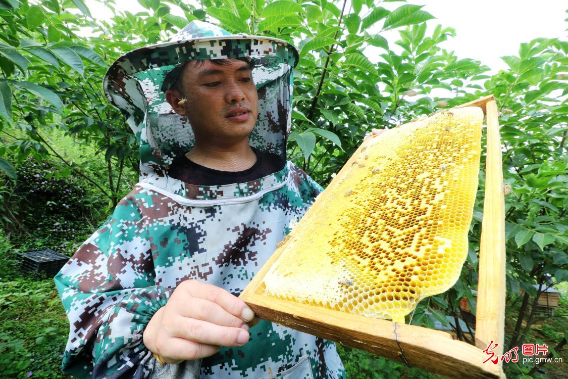 Bee cultivation boosting farmers' income in SW China's Guizhou