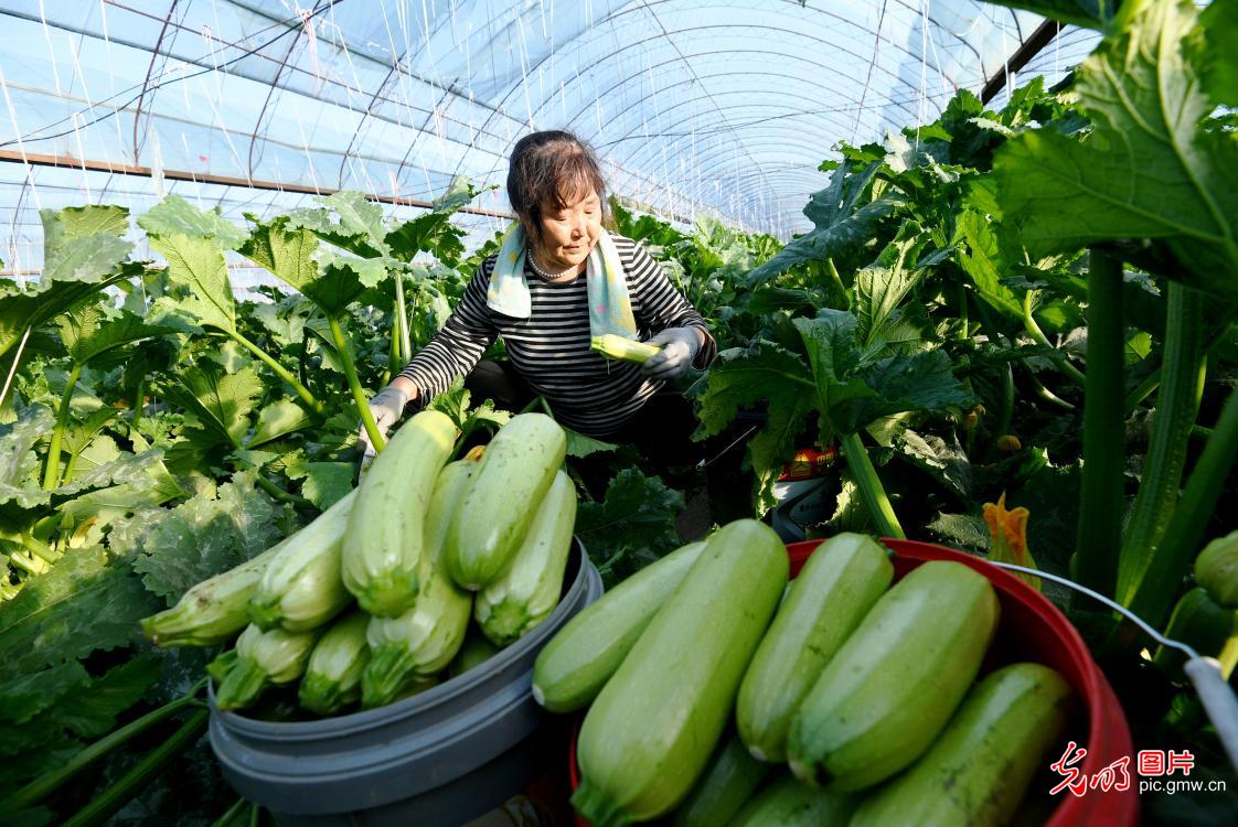High-altitude organic vegetable planting base in N China's Hebei