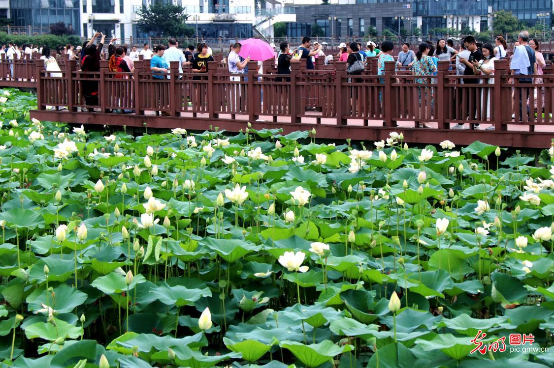 Lotus blooming in sumertime across China