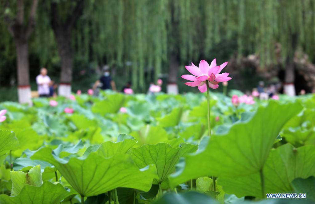 Lotus flowers seen across China