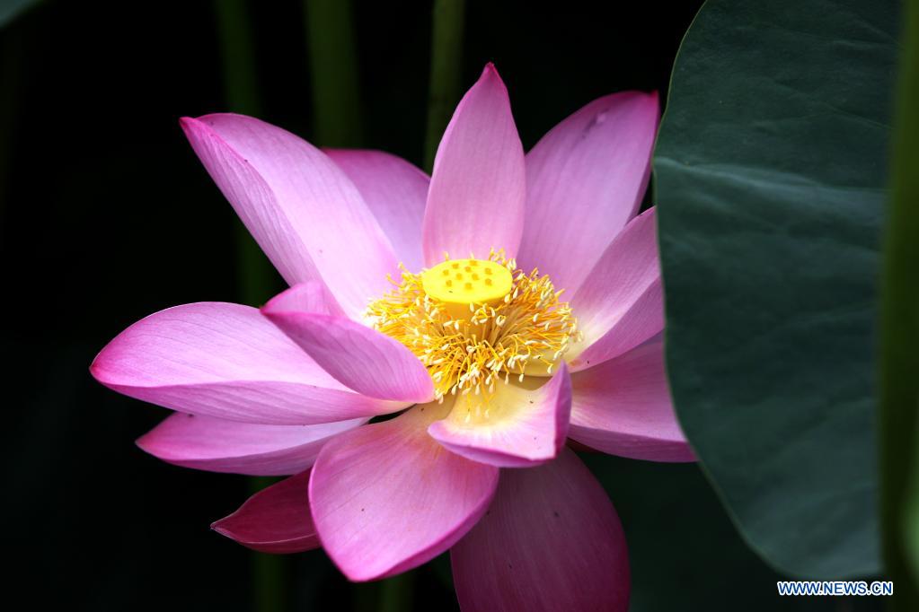 Lotus flowers seen across China
