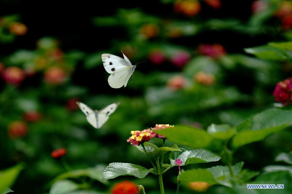 Cabbage butterflies fly at park in Shanghai