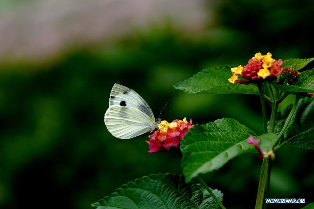 Cabbage butterflies fly at park in Shanghai
