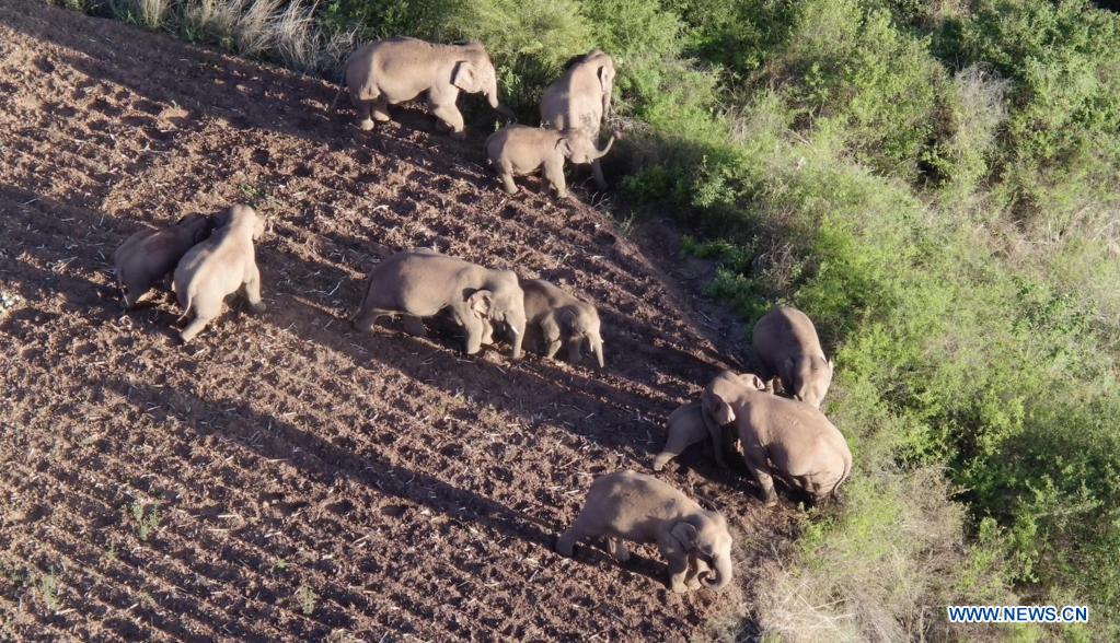 China's migrating elephant herd heads 9.3 km further north