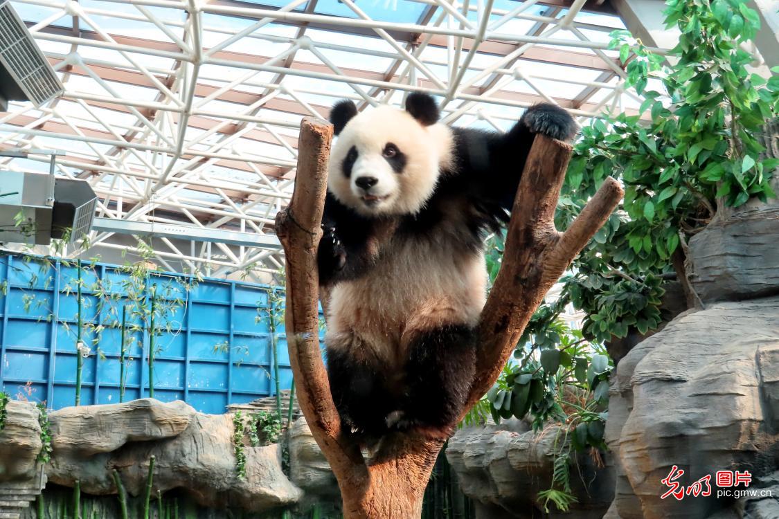 Giant panda plays at Beijing Zoo