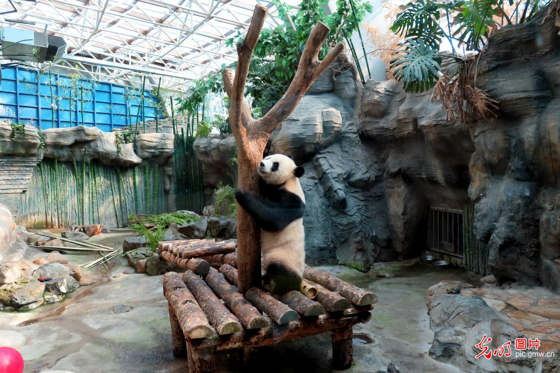 Giant panda plays at Beijing Zoo