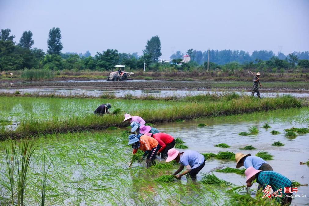 Rice seedlings transplanted in C China's Henan