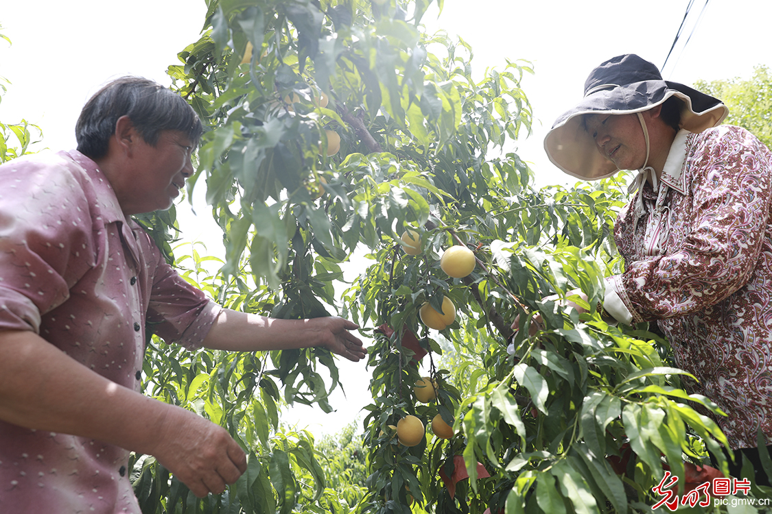 Yellow peaches harvested in E China's Jiangsu Province