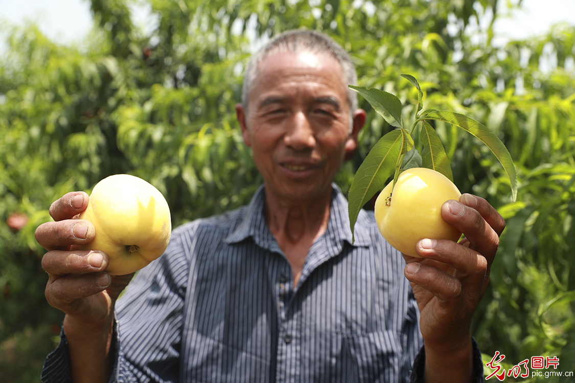 Yellow peaches harvested in E China's Jiangsu Province