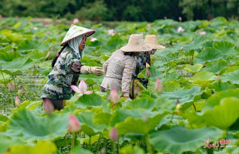 Summer scenery of lotus pond in Xinyu County of Jiangxi Province