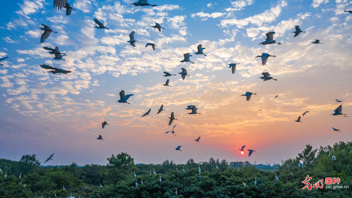 Homing egrets seen in E China's Jiangxi