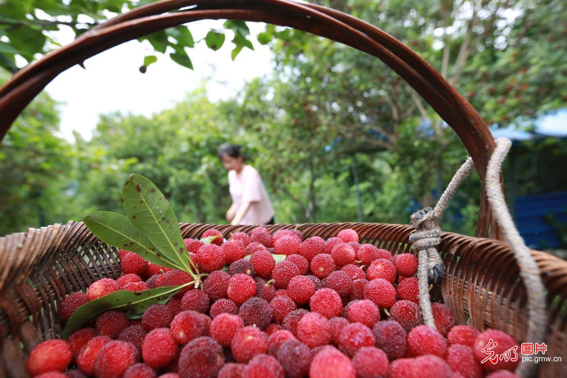 Waxberry harvested in SW China's Guizhou