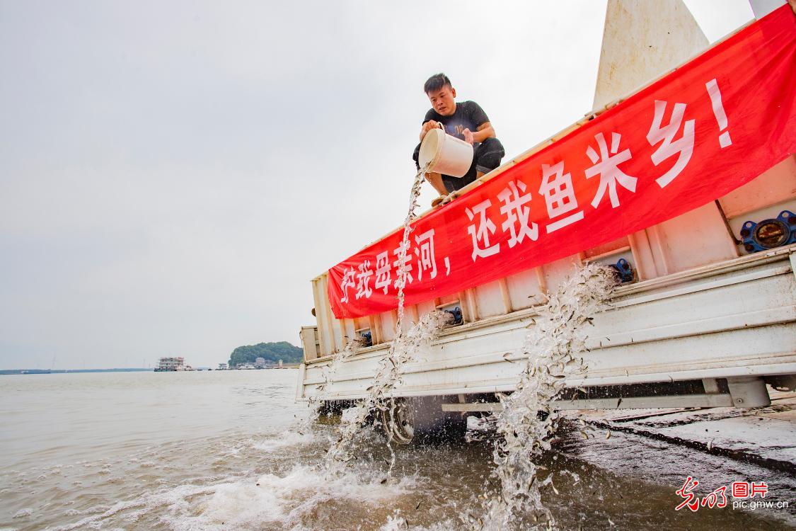Fish seedlings released in coastal fisheries in E China's Jiangxi Province