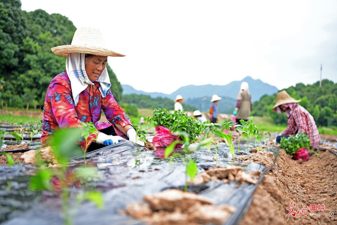 Villagers planting hot peppers in E China's Jiangxi Province