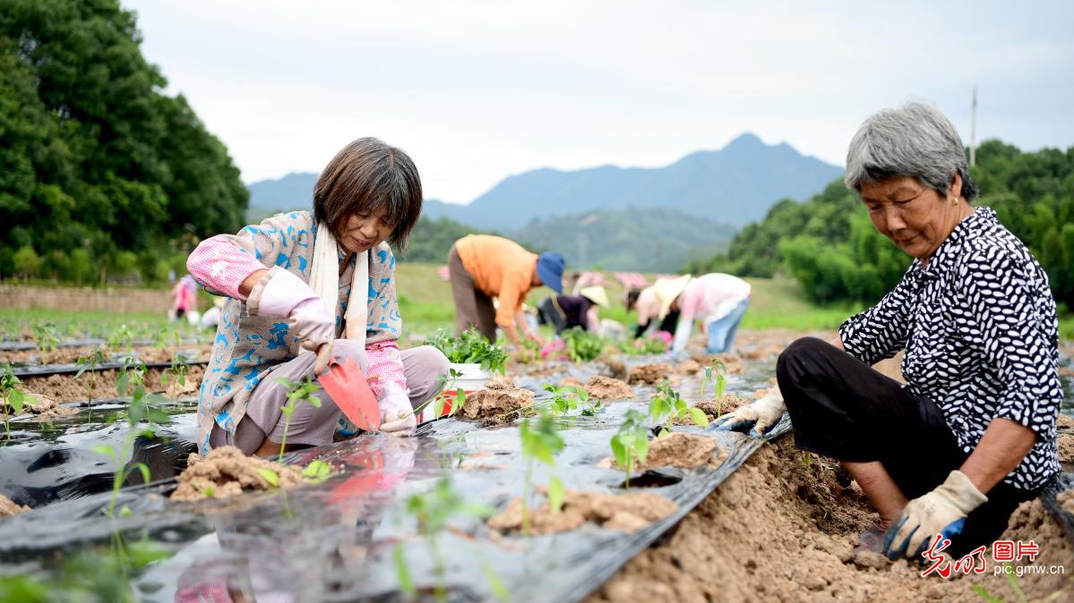 Villagers planting hot peppers in E China's Jiangxi Province