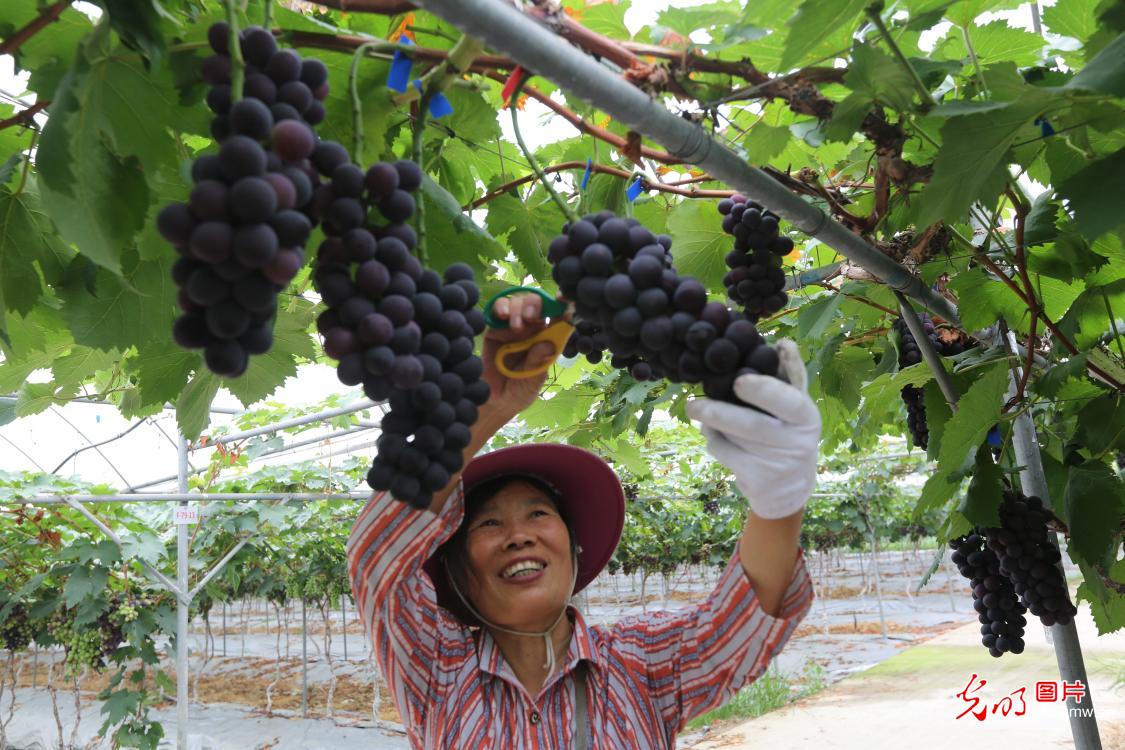 Farmers packing grapes at a family farm in SW China's Sichuan