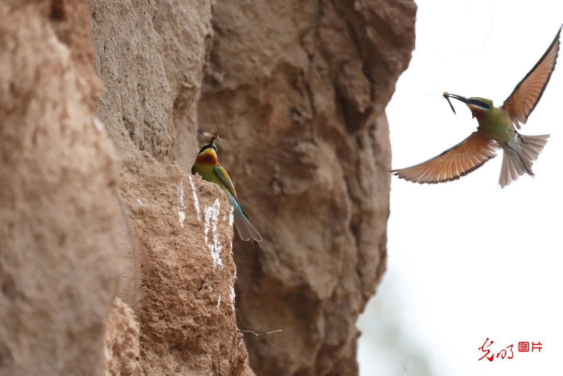 In pics: blue-tailed bee-eaters spotted in SW China's Yunnan