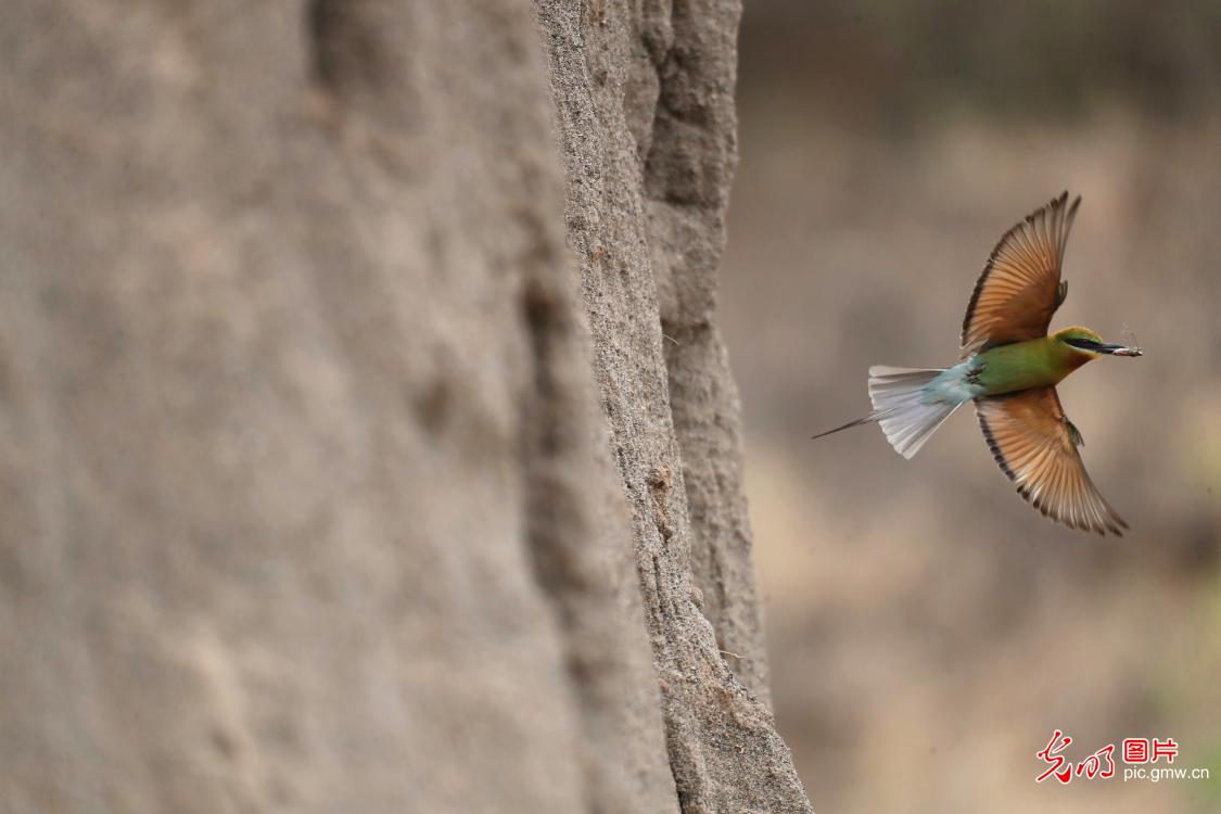 In pics: blue-tailed bee-eaters spotted in SW China's Yunnan