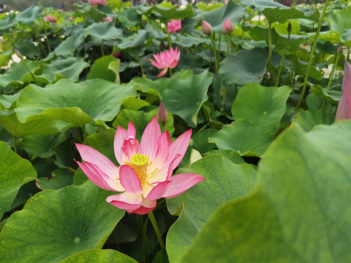 Lotus Festival opens at Beijing's Old Summer Palace