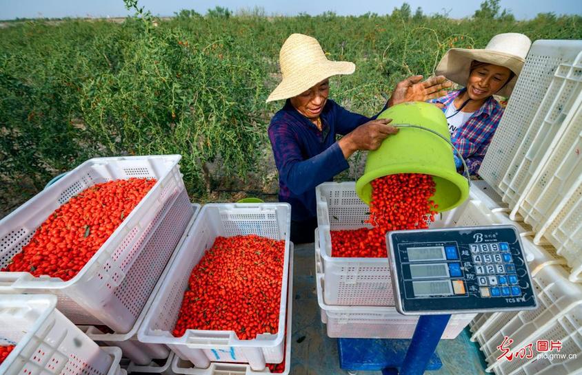 Workers busy harvesting goji berries in NW China’s Xinjiang