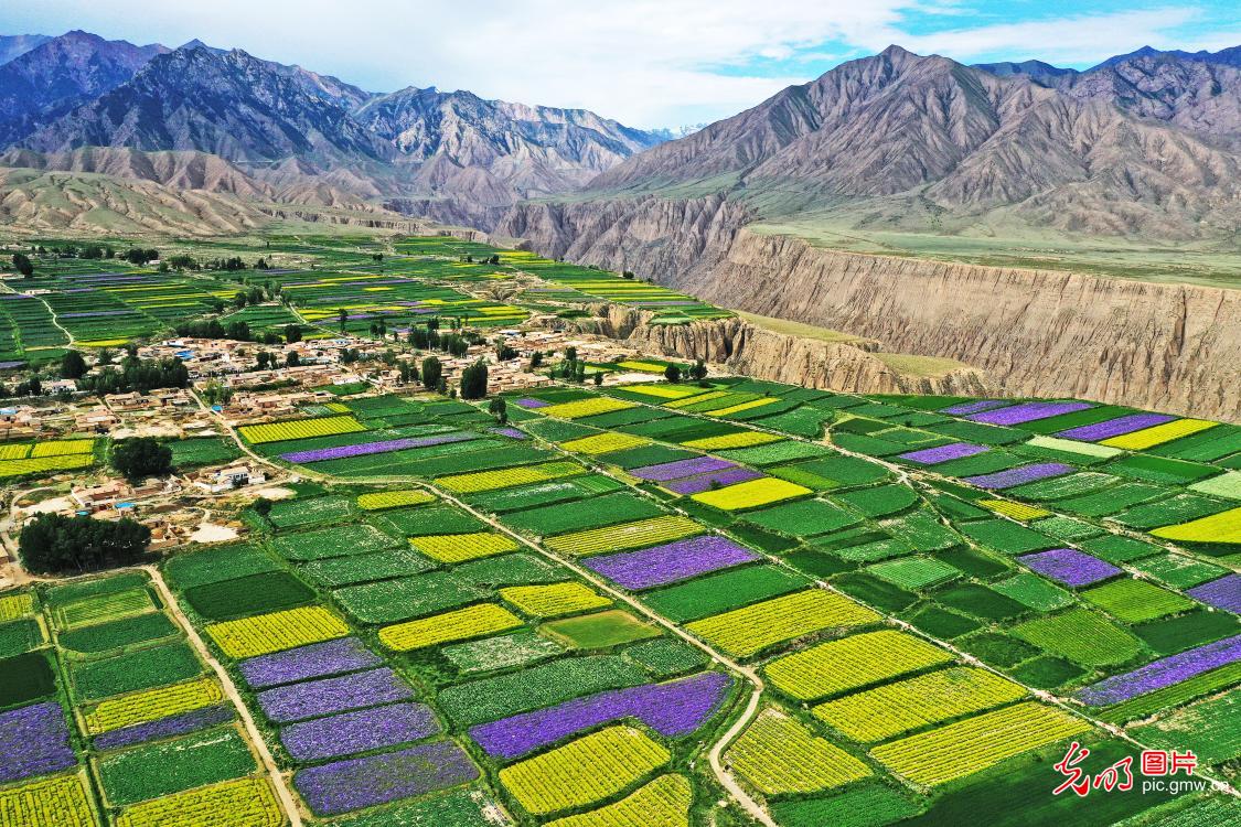 Scenery of flower fields in NW China's Gansu Province