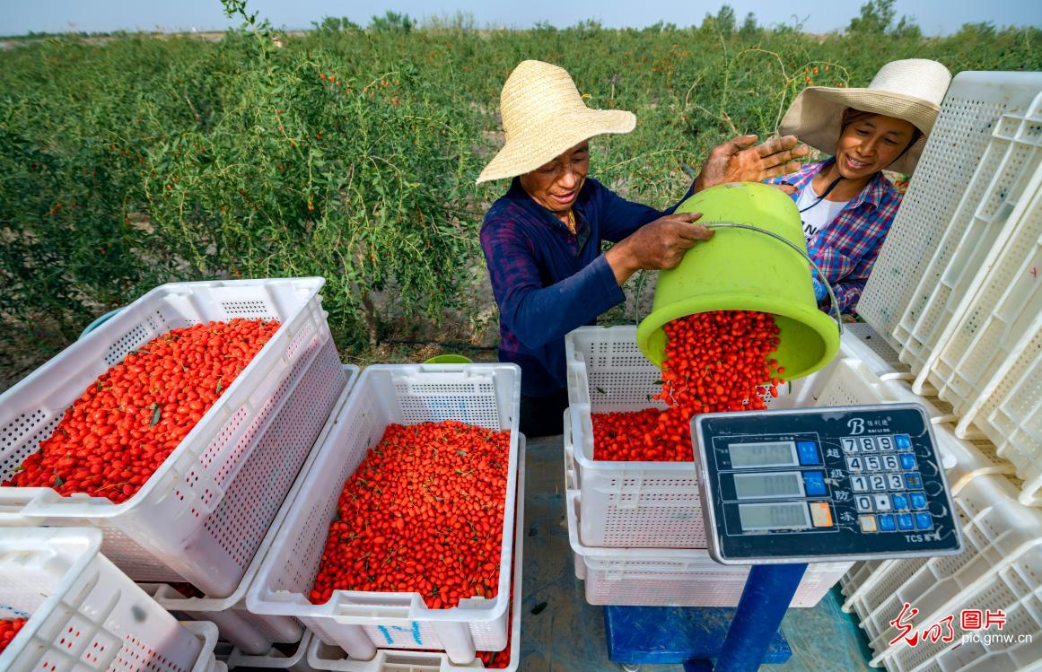 Goji berries harvested in NW China's Xinjiang