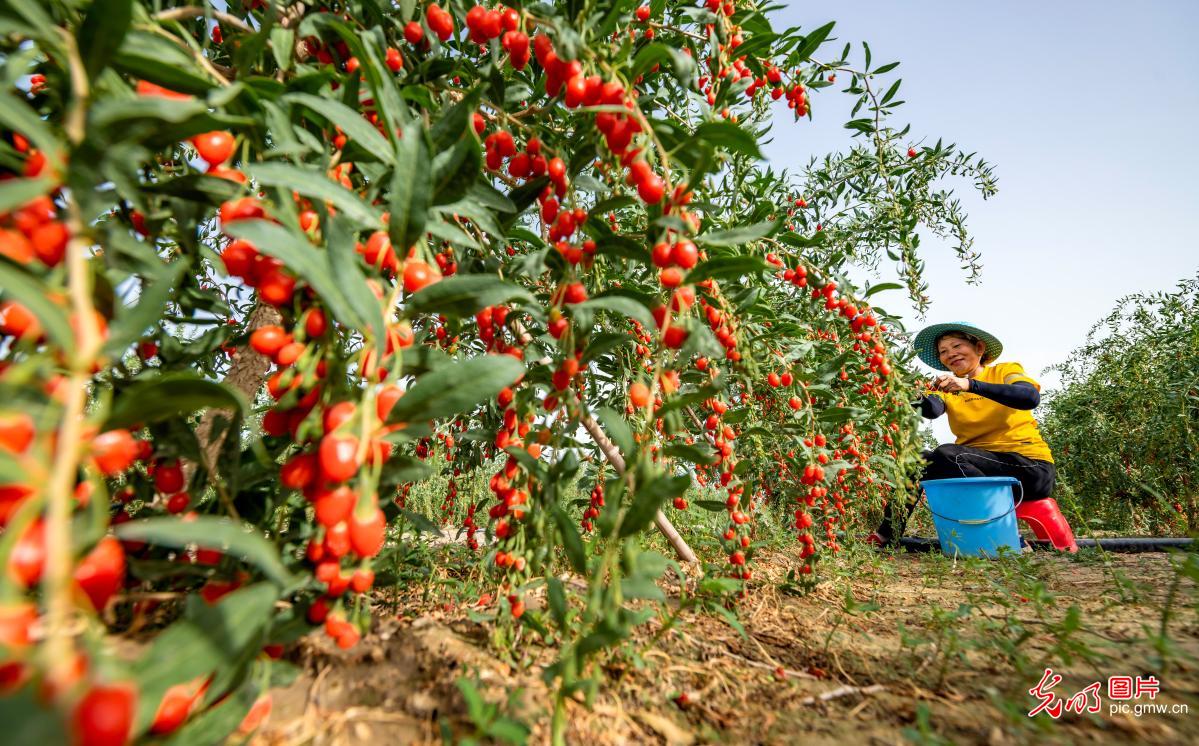 Goji berries harvested in NW China's Xinjiang