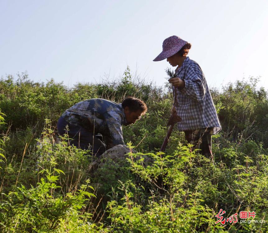 N China's Hebei to clothe the barren mountain with greenery