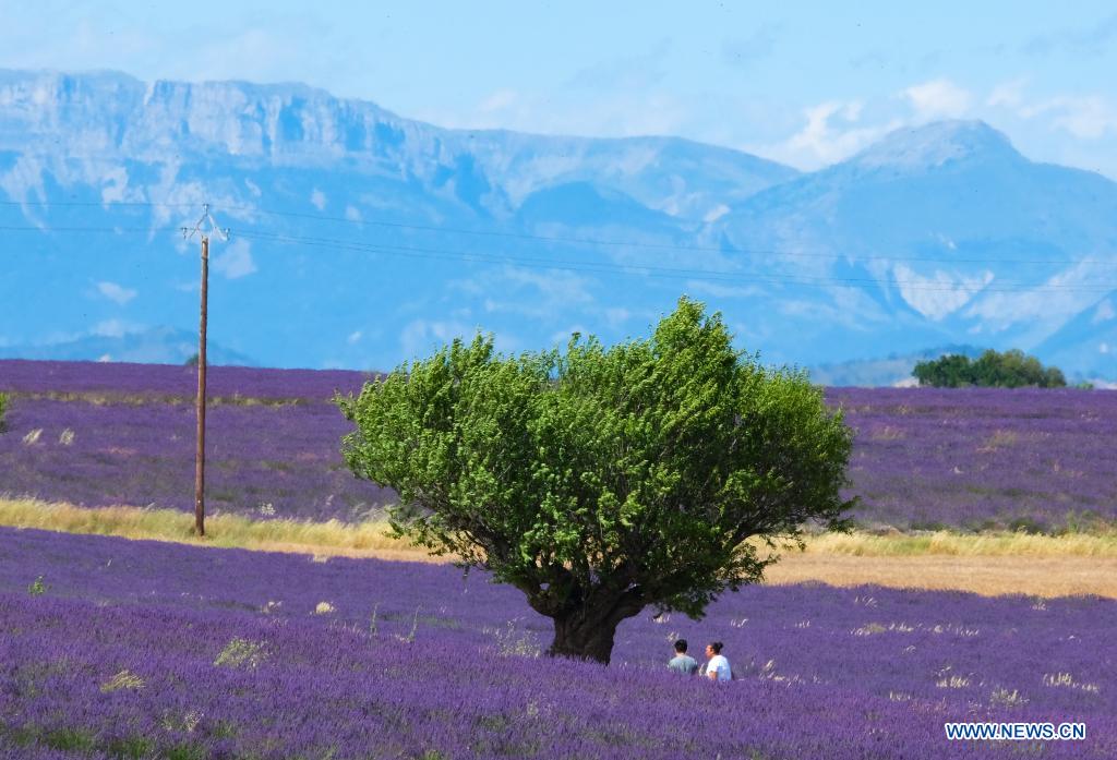 Lavender blossoms in Valensole, France