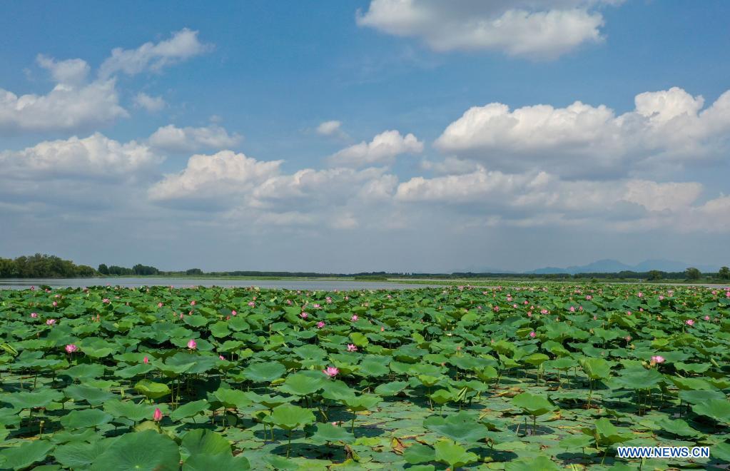 Scenery of lotus ponds in Jinan, Shandong