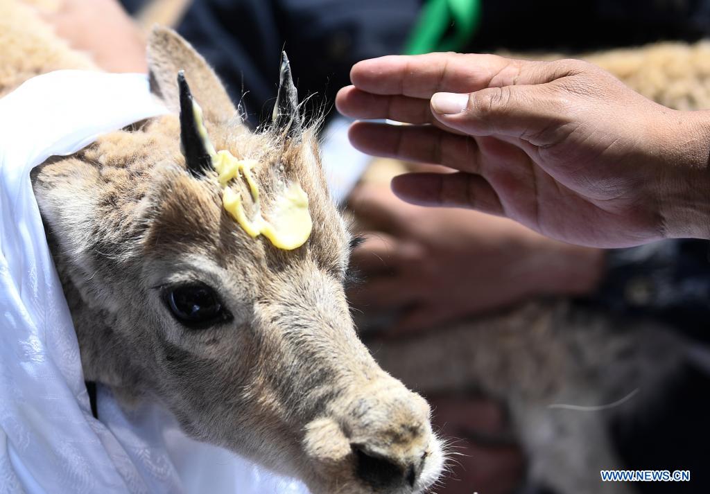 Rescued Tibetan antelopes released into the wild in Hoh Xil