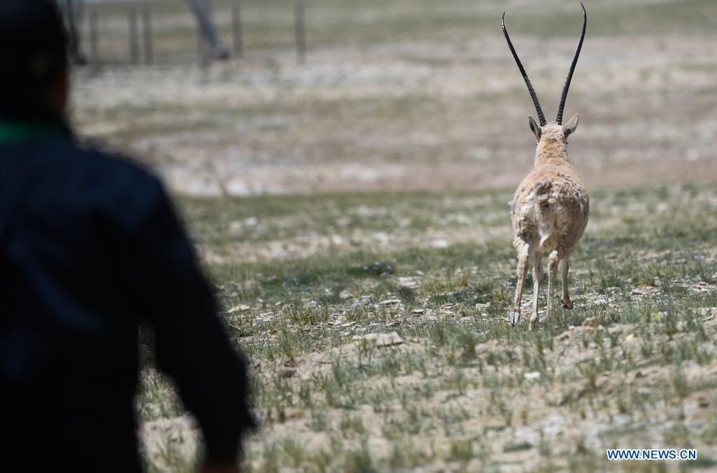 Rescued Tibetan antelopes released into the wild in Hoh Xil
