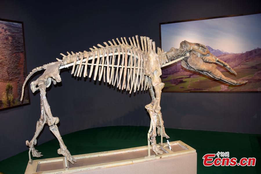 Treasures collected in Gansu's Hezheng paleozoological museum