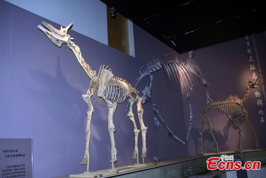 Treasures collected in Gansu's Hezheng paleozoological museum