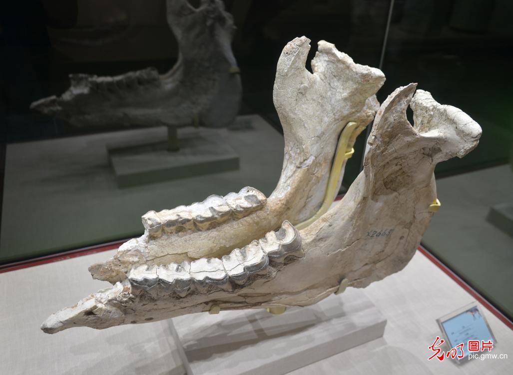 Newly discovered fossil officially named at a museum in NW China's Gansu Province