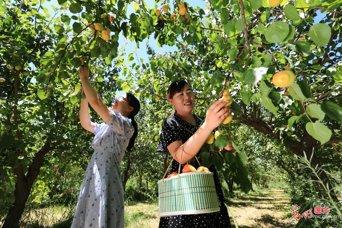 Apricots harvested in NW China's Gansu Province
