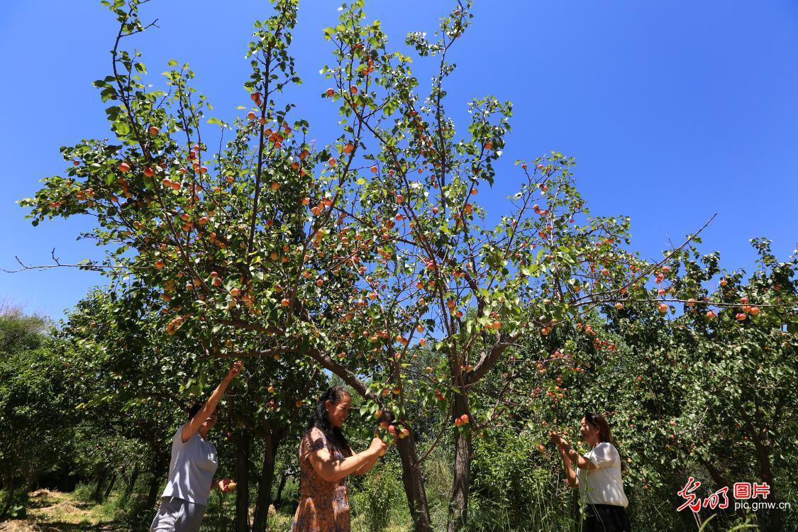 Apricots harvested in NW China's Gansu Province