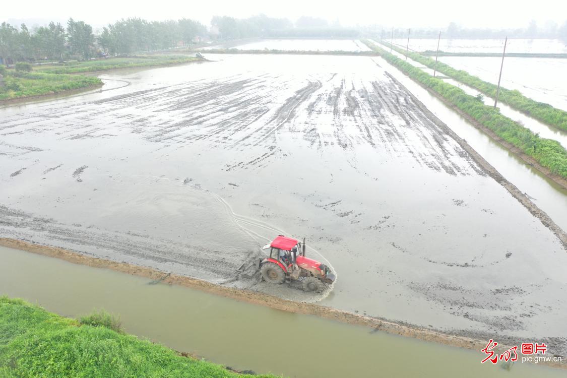 Rice and shrimp breeding base in E China's Jiangsu Province