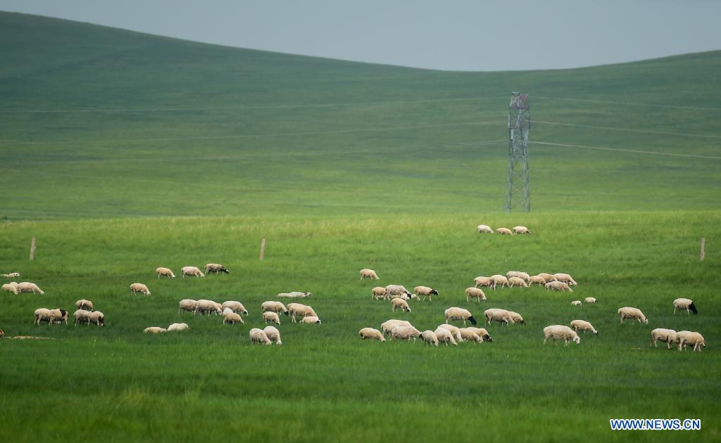 Scenery of Xilingol Grassland in Inner Mongolia