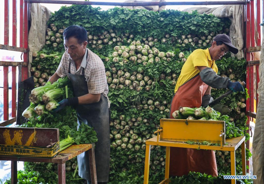 Highland vegetable businesses boost rural income growth in Gansu
