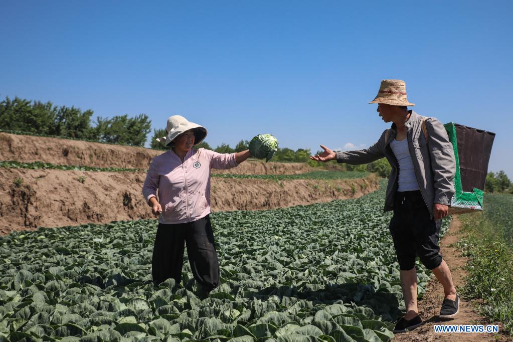Highland vegetable businesses boost rural income growth in Gansu