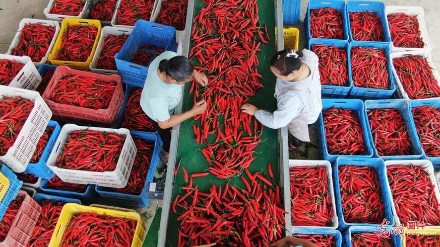 Red peppers harvested in SW China's Guizhou