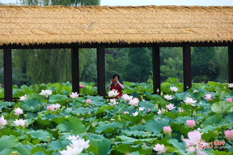 Blooming lotus in E China's Jiangsu Province