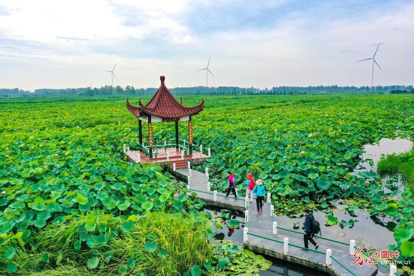 Blooming lotus in E China's Jiangsu Province