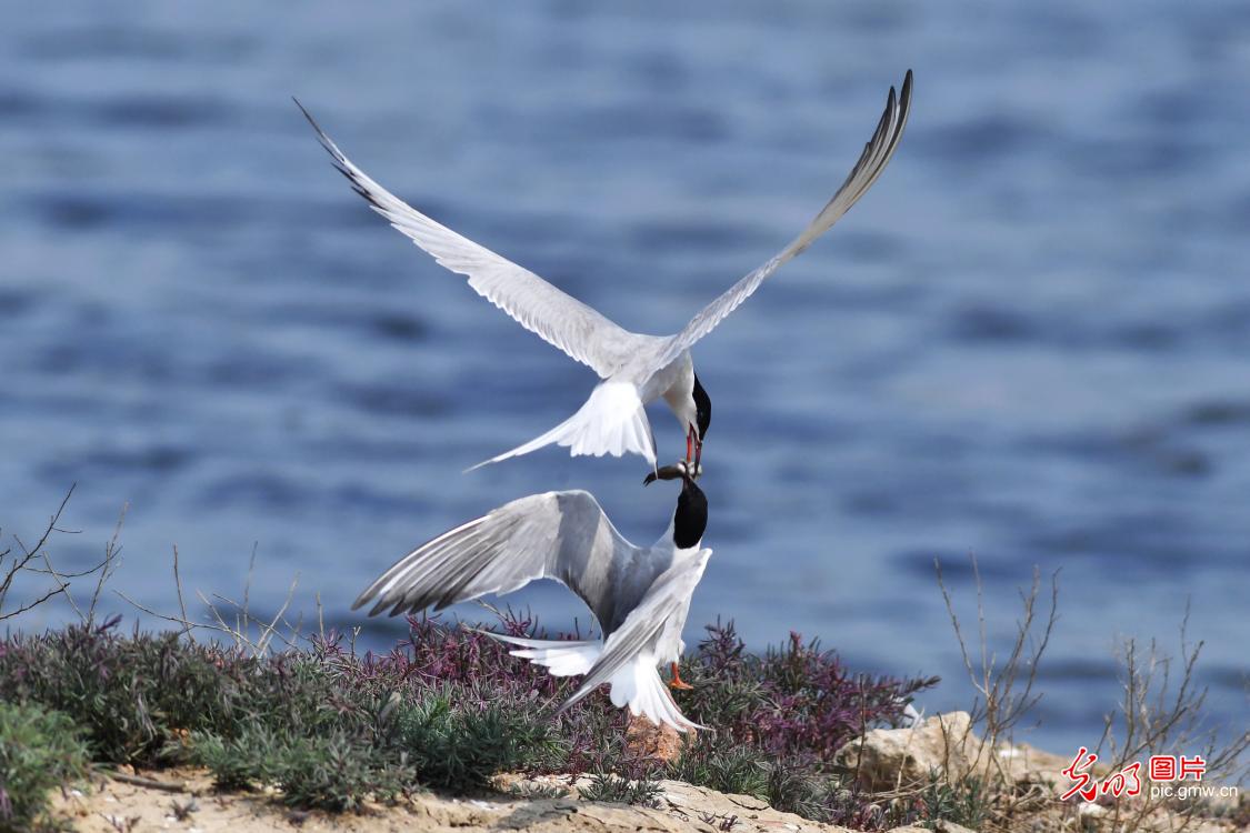 Terns foraging in E China's Shandong Province