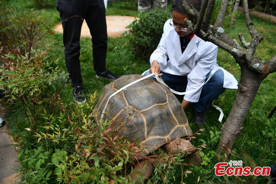 Aldabra giant tortoise undergoes physical examination in Kunming
