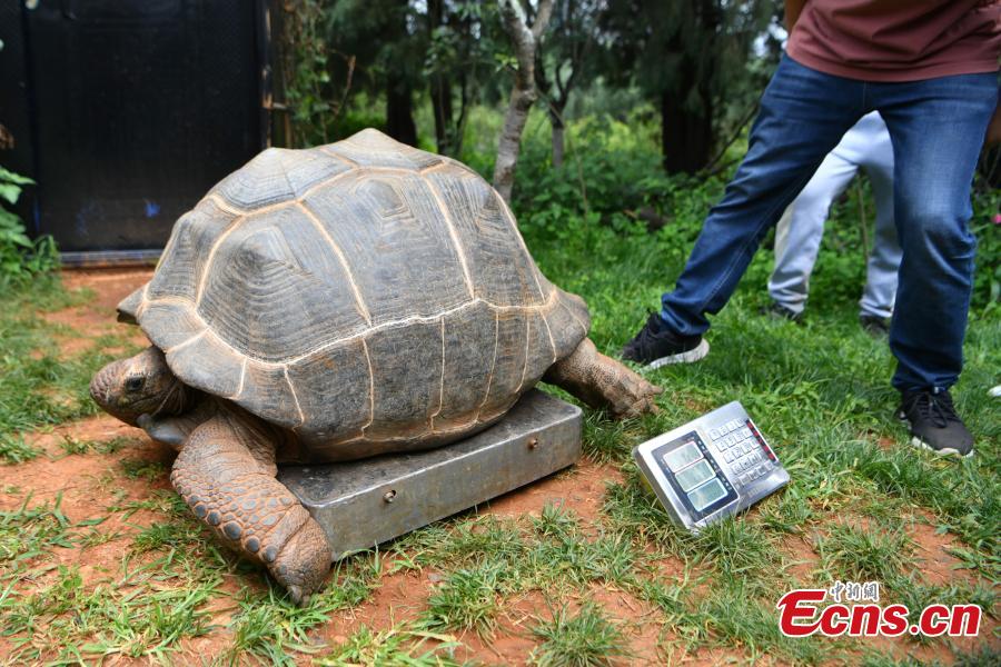 Aldabra giant tortoise undergoes physical examination in Kunming