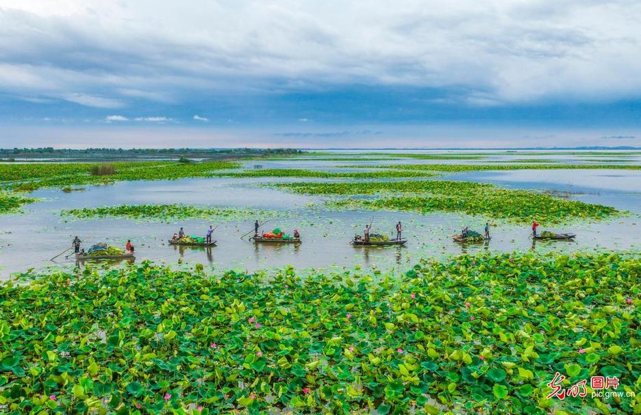 Lotus leaves picked on Hongze Lake in E China's Jiangsu